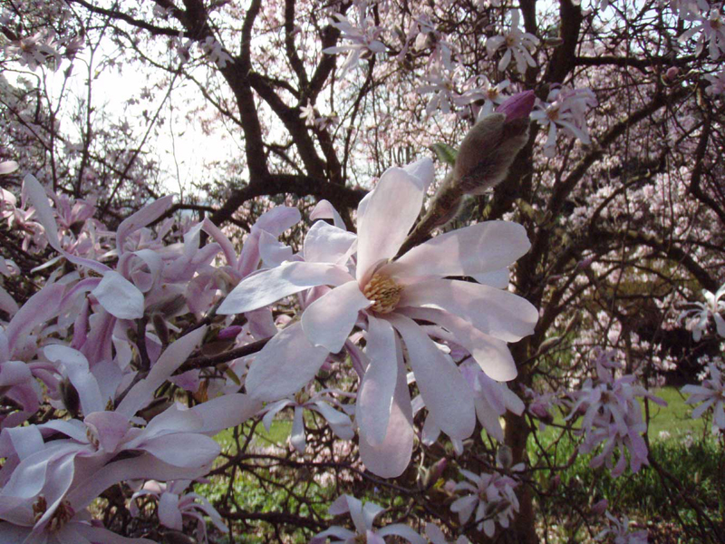 /gallery/spring/02-bfa 007.jpg